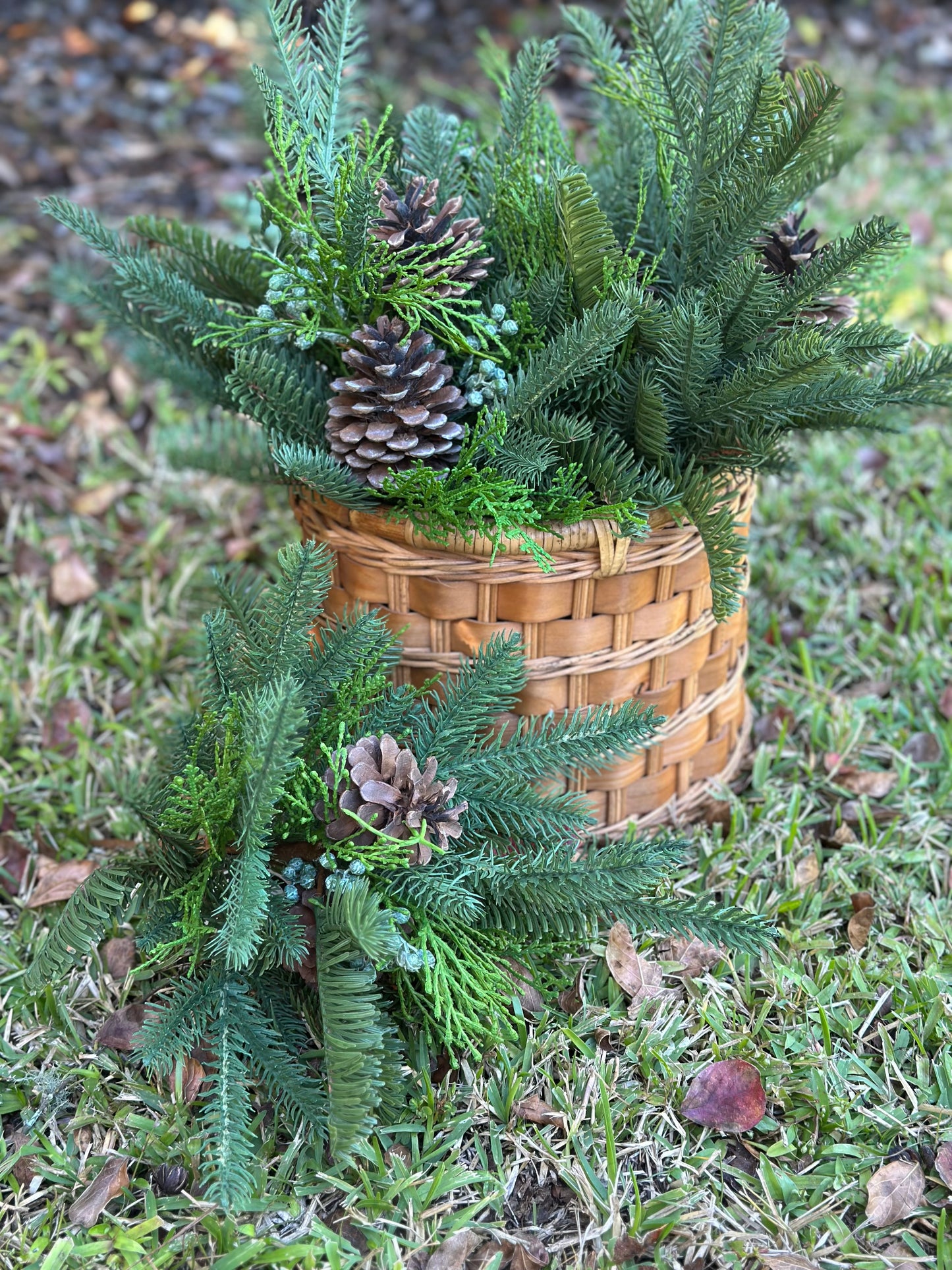 18' Angel Pine & Cypress Bush