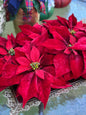 10" Red Velvet Poinsettia w/Clip