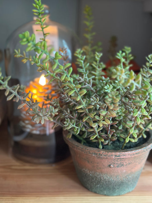 Artificial Potted Sedum Plant 12"